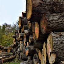 Egetræ. Vi er på udkig efter egestammer til stort egetømmer. Tømmeret vi skal bruge skal være op til 7 m i længden 10”i højden og så skal det være kvartskåret.